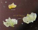  Two Petals and one disc gland